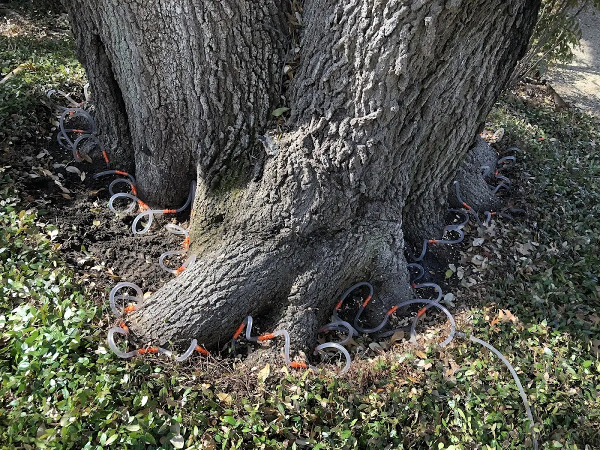 Detailed Tree Cabling and Bracing job site in Alum Creek