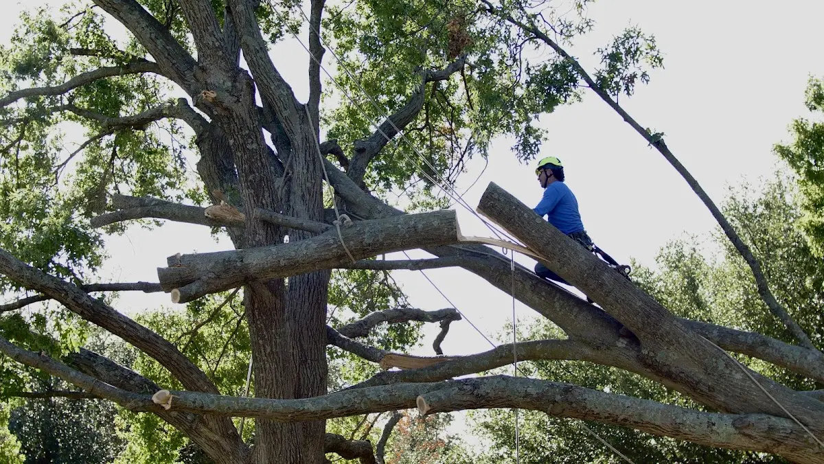 Professional Hazardous Tree Removal performed by certified arborists in Alum Creek
