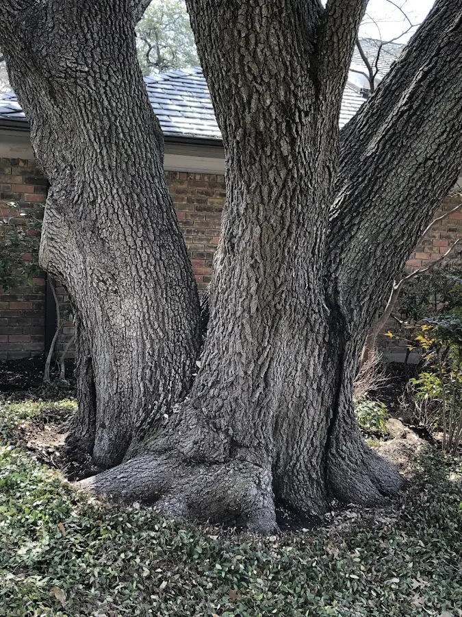 Mature heritage tree close to a Alum Creek property cared for by certified arborists